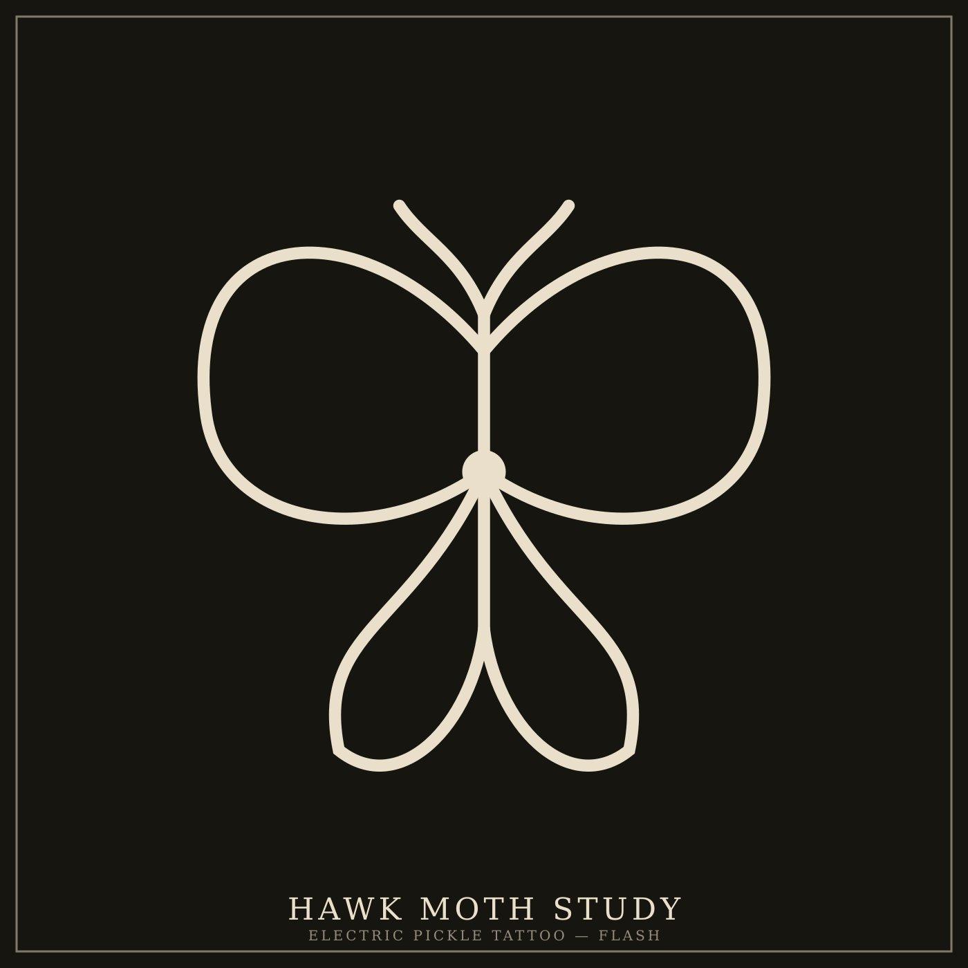 Hawk Moth Study — flash design